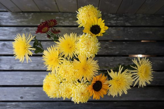 Twelve Chrysanthemums