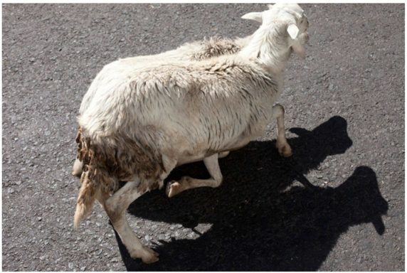Sheep Shadow