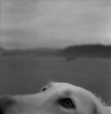 El lamento de un perro