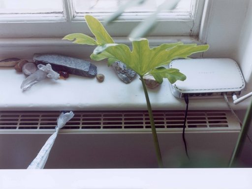 Still Life, Bourne Estate II	