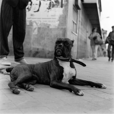 El amo de la calle
