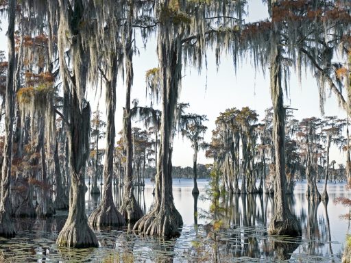 Swamp III