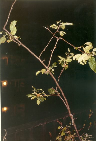 Apple Tree (H)