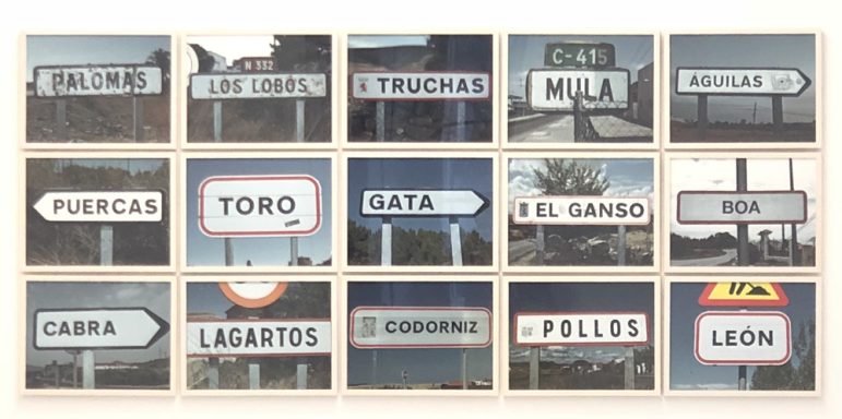 Ruta Safari